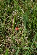 Image of Round-seeded Vetchling