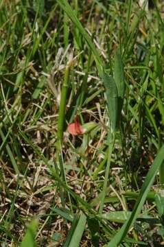 Image of Round-seeded Vetchling