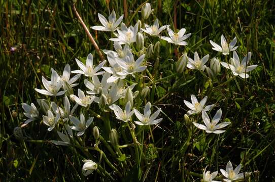 Image of Star-of-Bethlehem