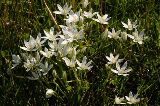 Image of Star-of-Bethlehem