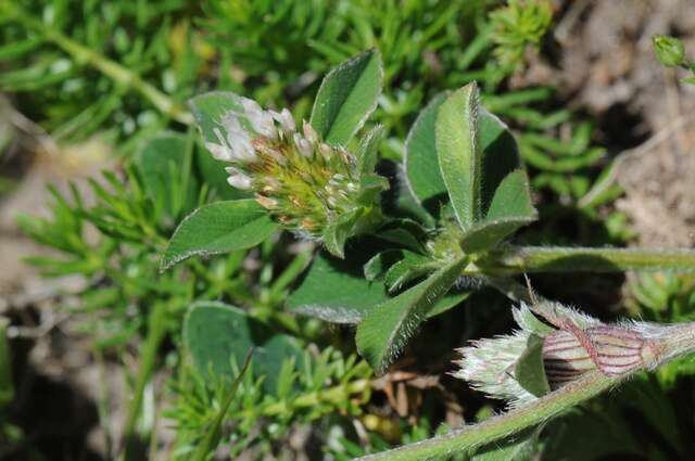 Image of knotted clover