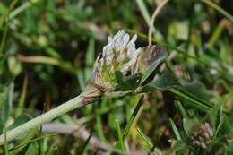 Image of knotted clover