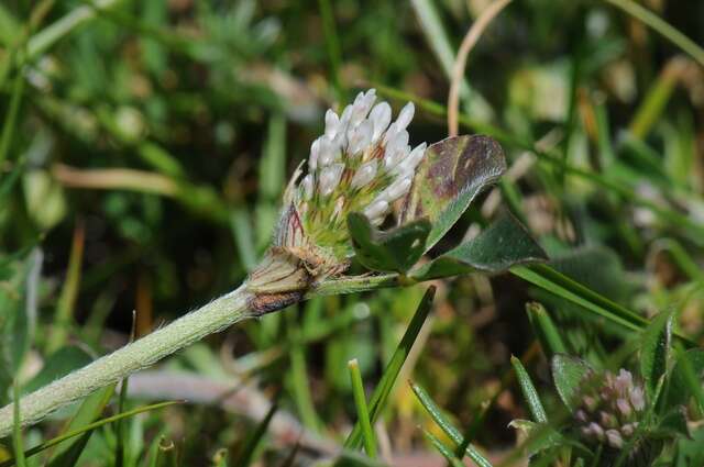 Image of knotted clover