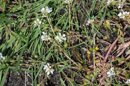 Image of scurvygrass