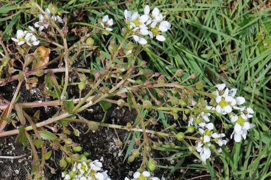 Image of scurvygrass