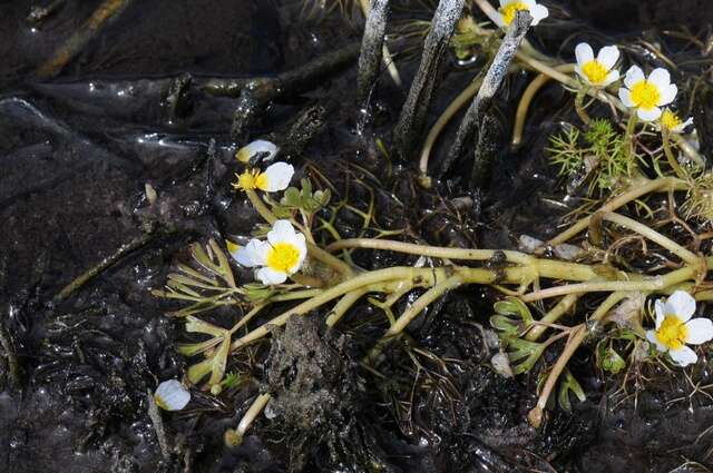 Слика од Ranunculus peltatus Schrank