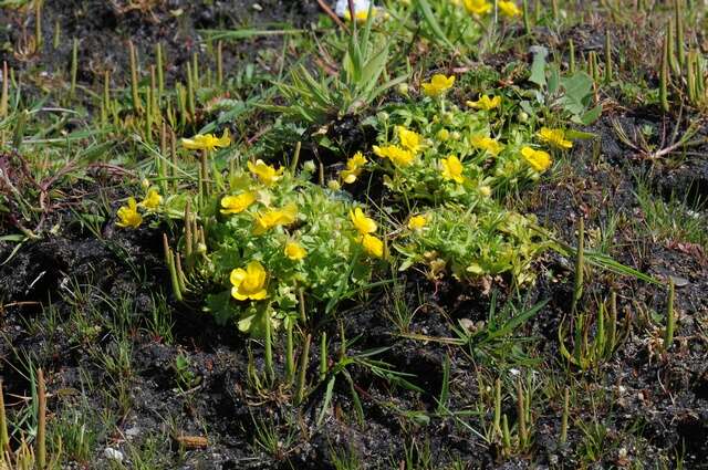 Image of hairy buttercup