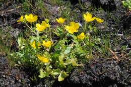 Image of hairy buttercup