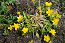 Image of hairy buttercup