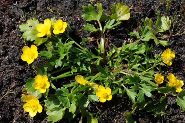 Image of hairy buttercup