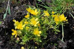 Image of hairy buttercup
