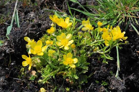 Image of hairy buttercup