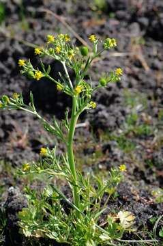 Image of Buttercup