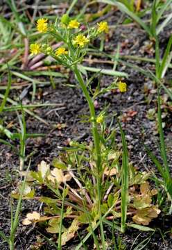 Image of Buttercup