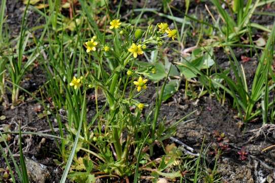 Image of Buttercup