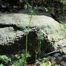 Conopodium majus (Gouan) Loret resmi