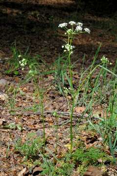 Image of Conopodium