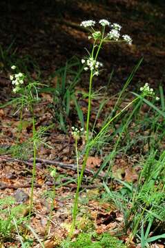 Image of Conopodium