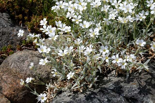 Image of mouse-ear chickweed