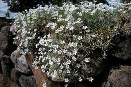 Image of mouse-ear chickweed