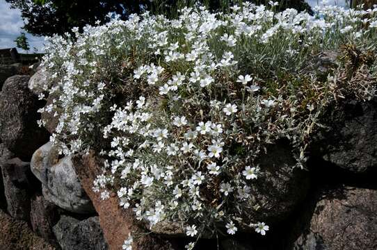 Image of mouse-ear chickweed