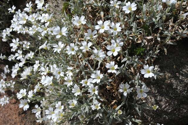 Image of mouse-ear chickweed