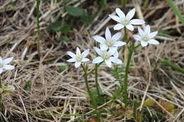 Image of Star-of-Bethlehem