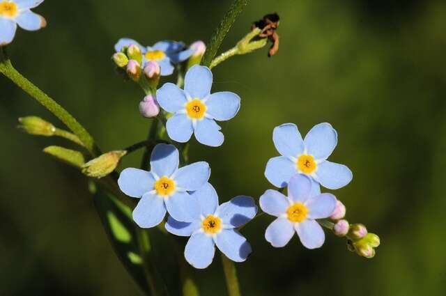 Image of forget-me-not