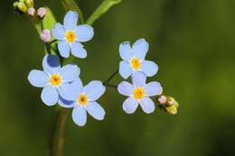 Image of forget-me-not