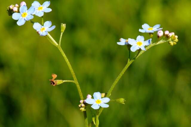 Image of forget-me-not