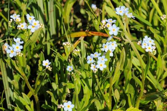 Image of forget-me-not