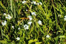 Image of forget-me-not