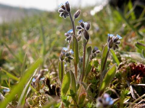 Image of forget-me-not