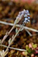 Image of forget-me-not