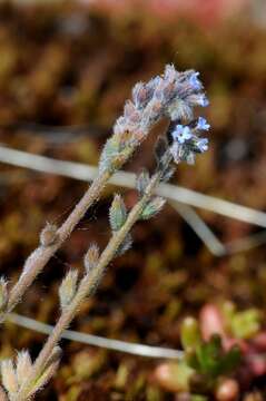 Image of forget-me-not