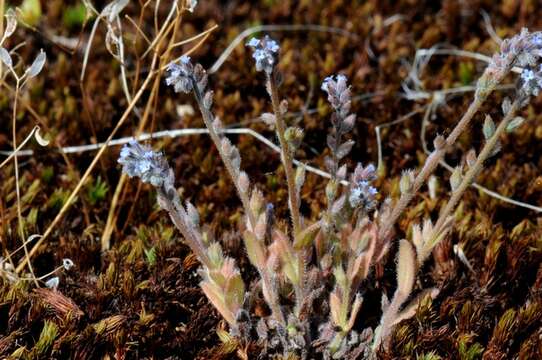 Image of forget-me-not