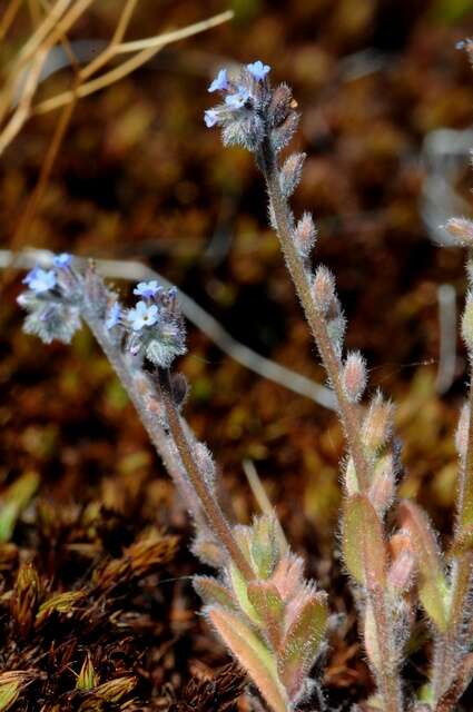 Image of forget-me-not