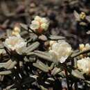 Image de Rhododendron anthopogon D. Don