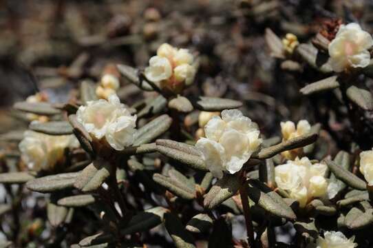 Image de Rhododendron anthopogon D. Don