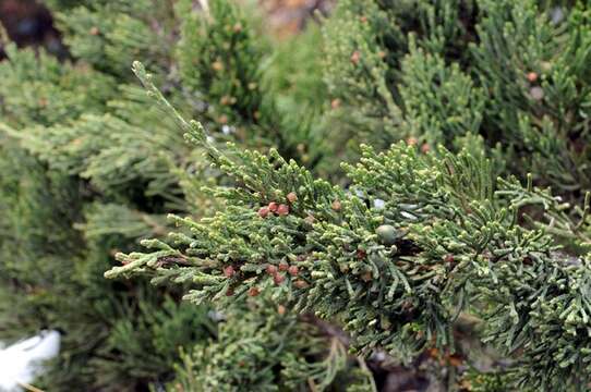 Imagem de Juniperus indica Bertol.
