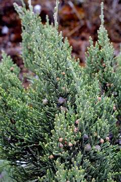 صورة Juniperus indica Bertol.