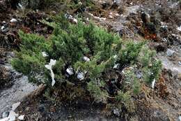 صورة Juniperus indica Bertol.