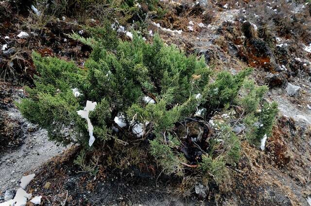 صورة Juniperus indica Bertol.