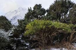 Image of Berberis angulosa Wall.