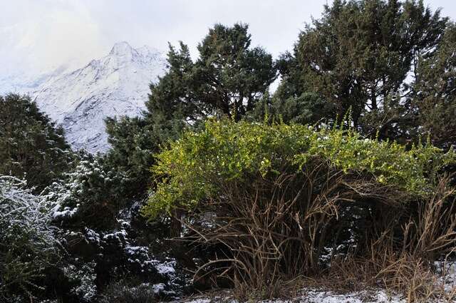 Image de Berberis angulosa Wall.