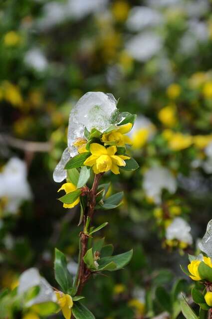 Image of Berberis angulosa Wall.