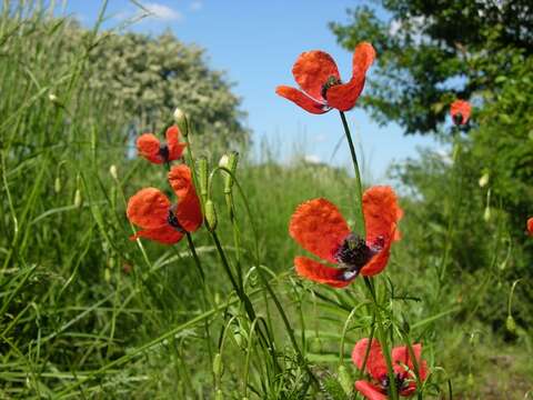 Image of Prickly Poppy