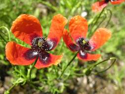 Image of Prickly Poppy