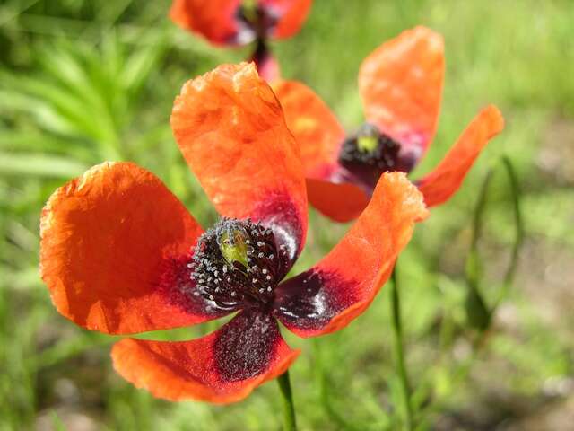 Papaver argemone L. resmi