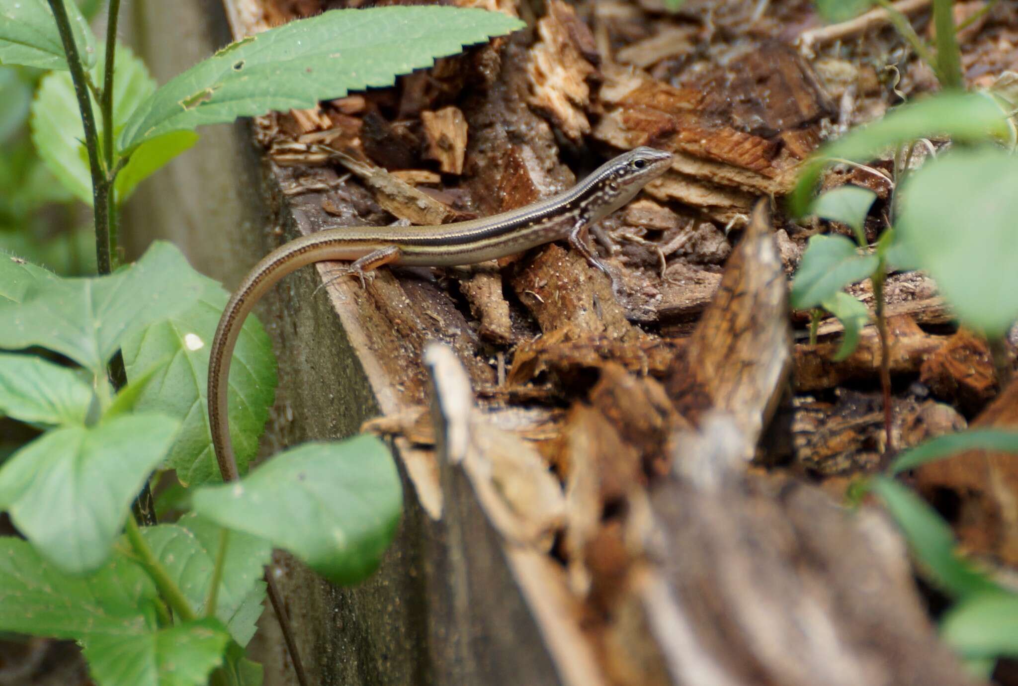 Image of Lowlands Plain-backed Ctenotus